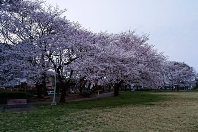 花崎北公園の桜